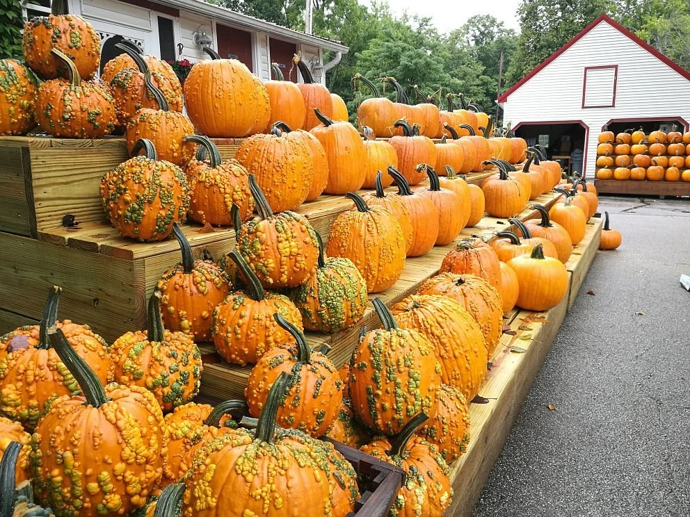 Szalay's Sweet Corn Farm