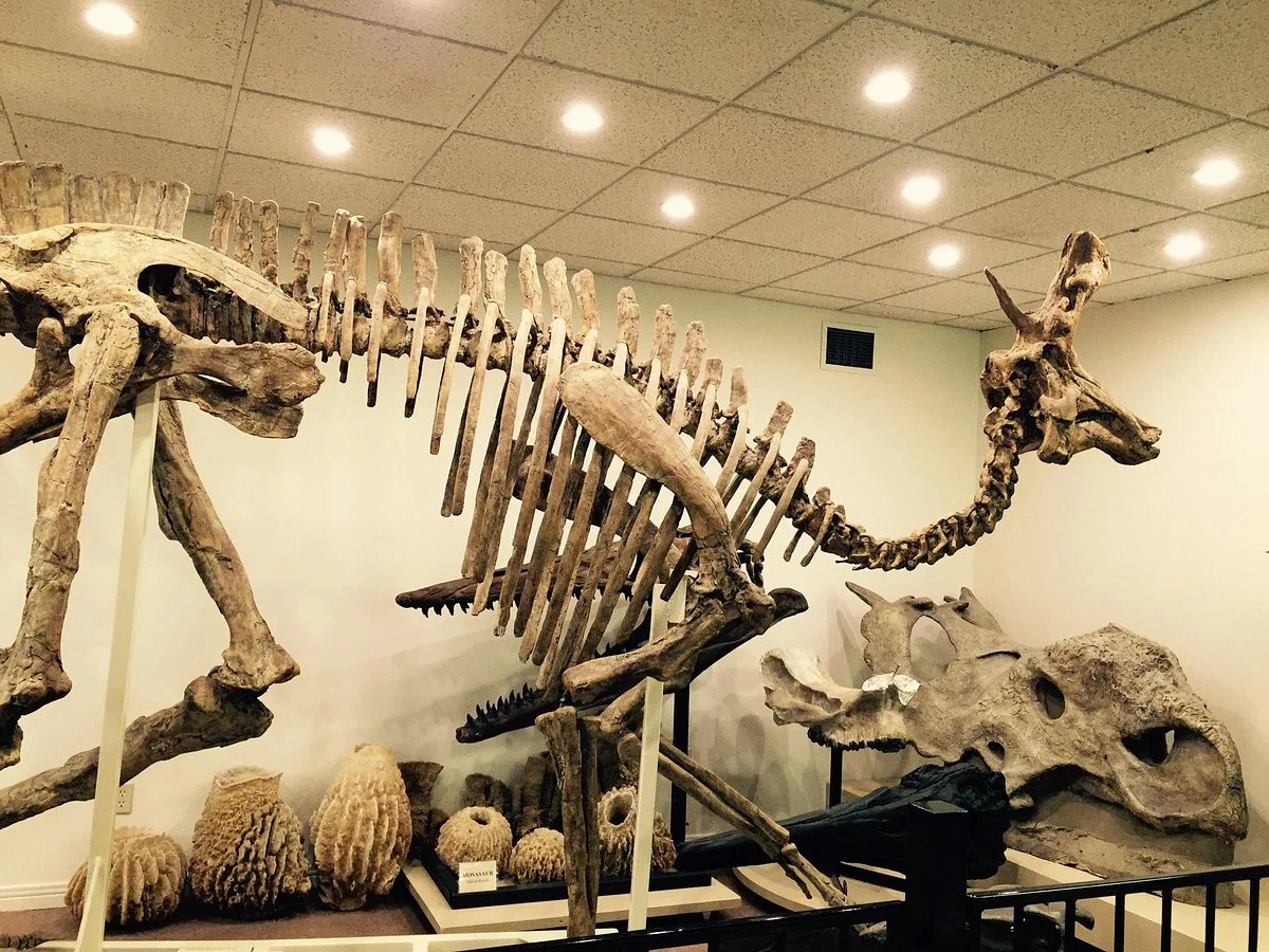 Stones 'N Bones Museum