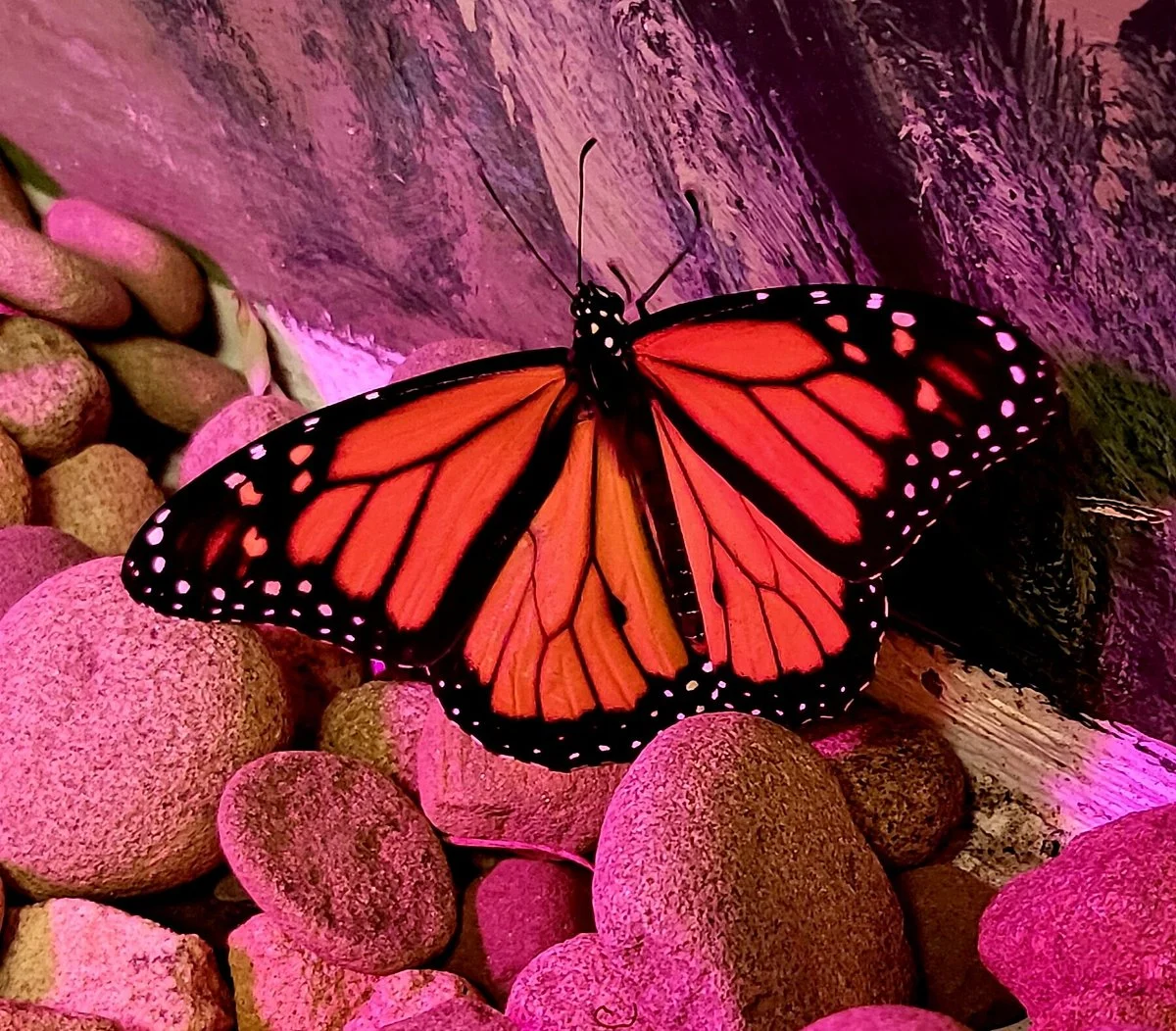 Bear Mountain Butterfly Sanctuary