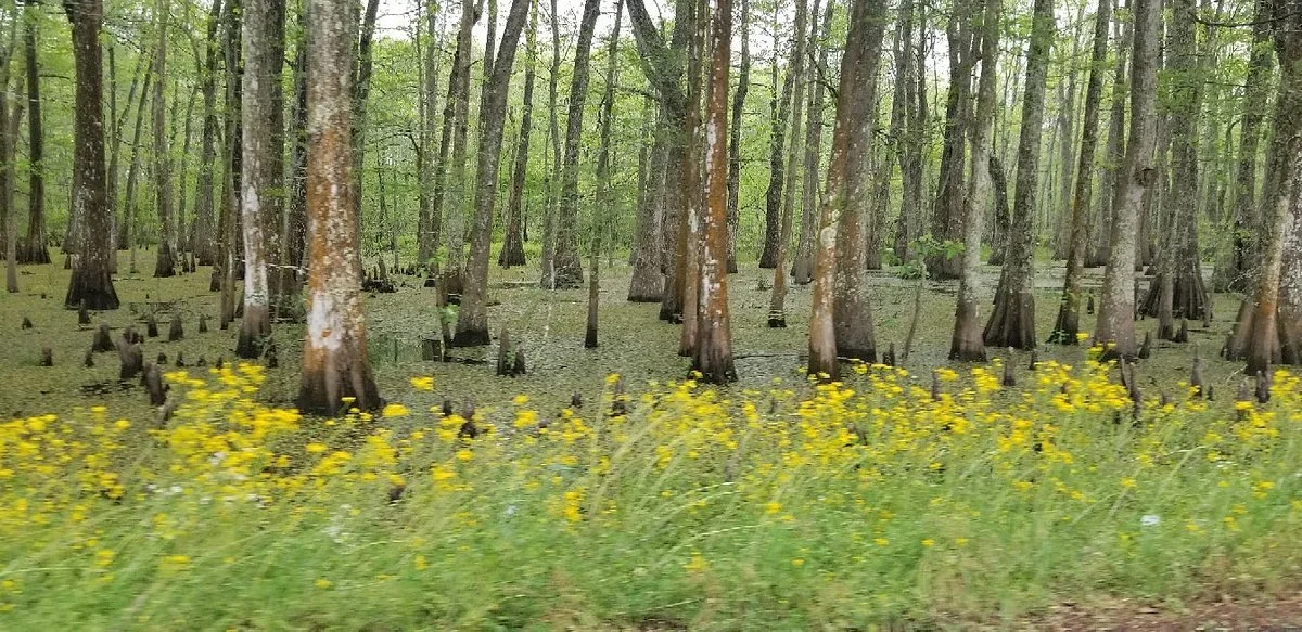 Lacassine National Wildlife Refuge