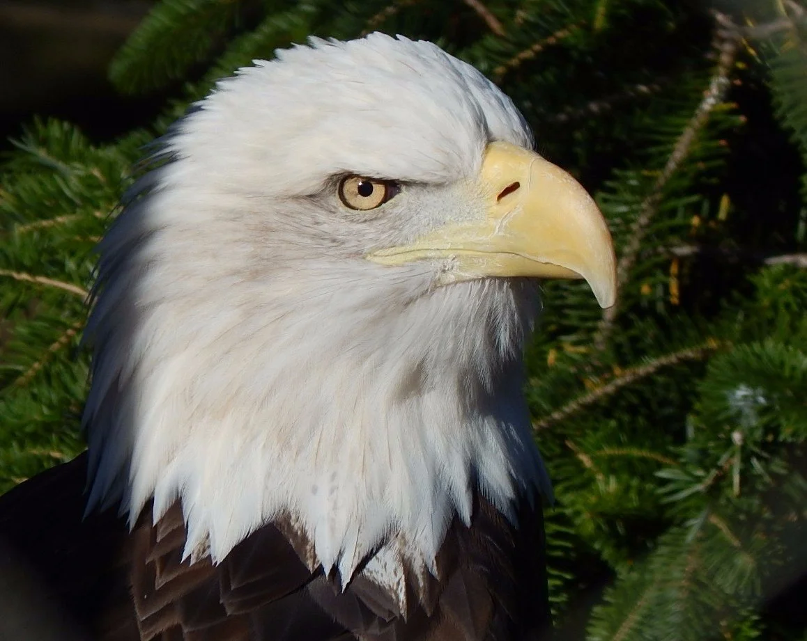 ZooAmerica North American Wildlife Park