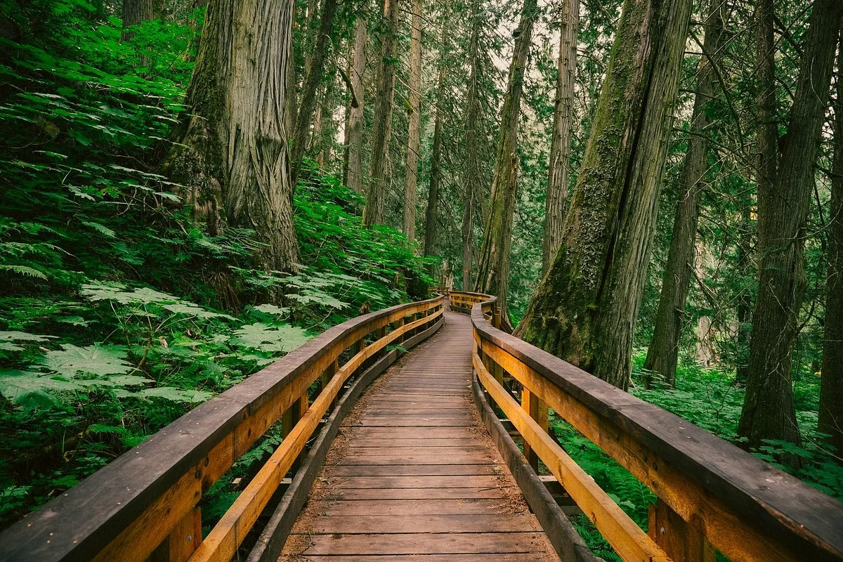 The Ancient Forest
