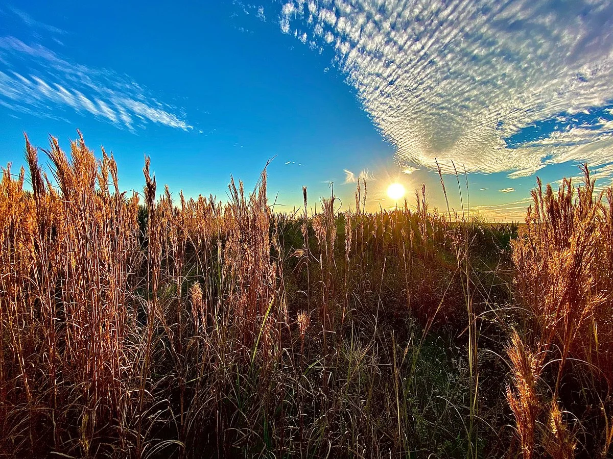 Kissimmee Prairie Preserve State Park