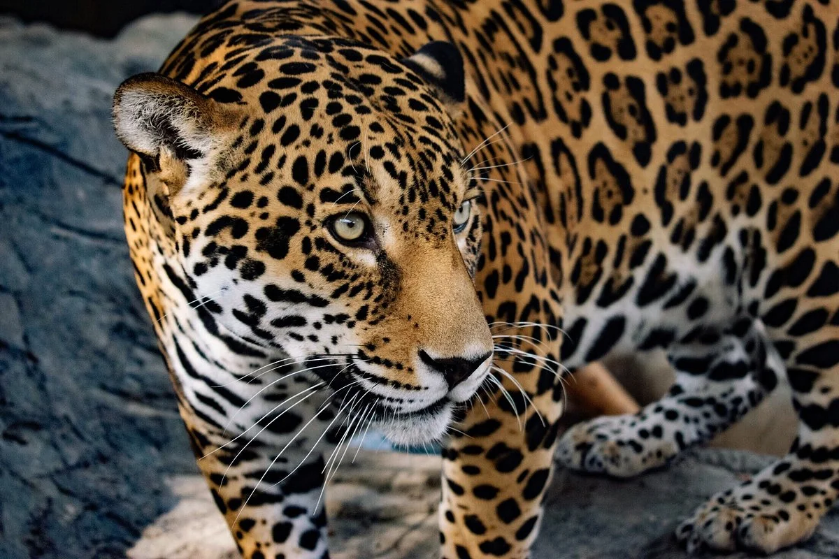 Animal World and Snake Farm Zoo