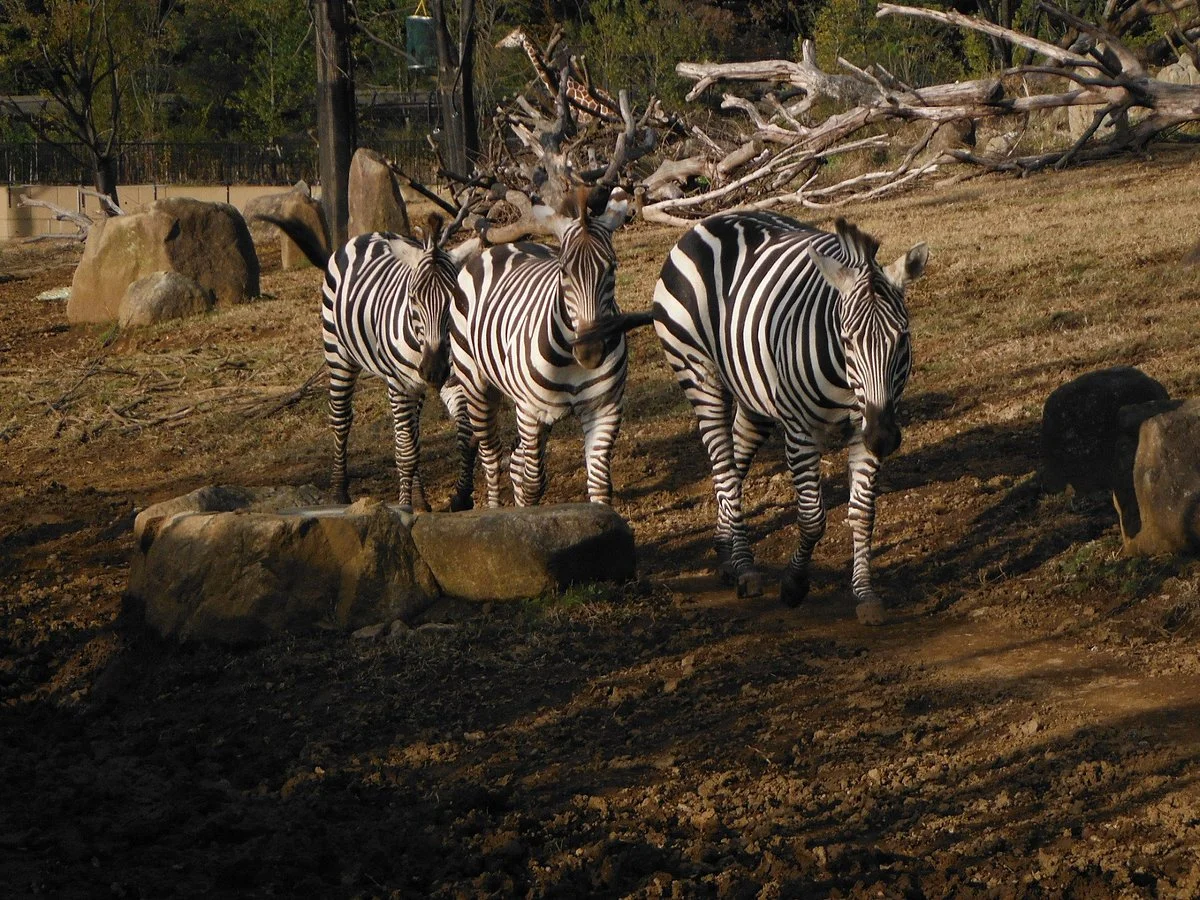 Yokohama Zoo ''Zoorasia''
