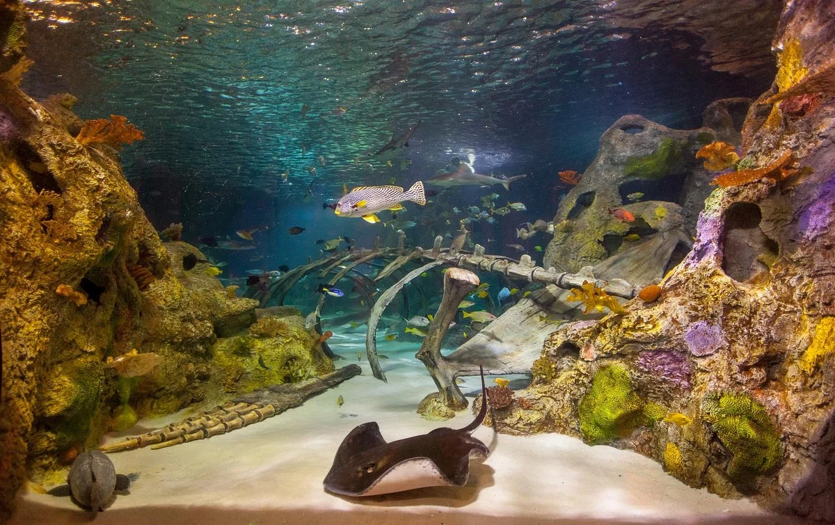 SEA LIFE Grapevine