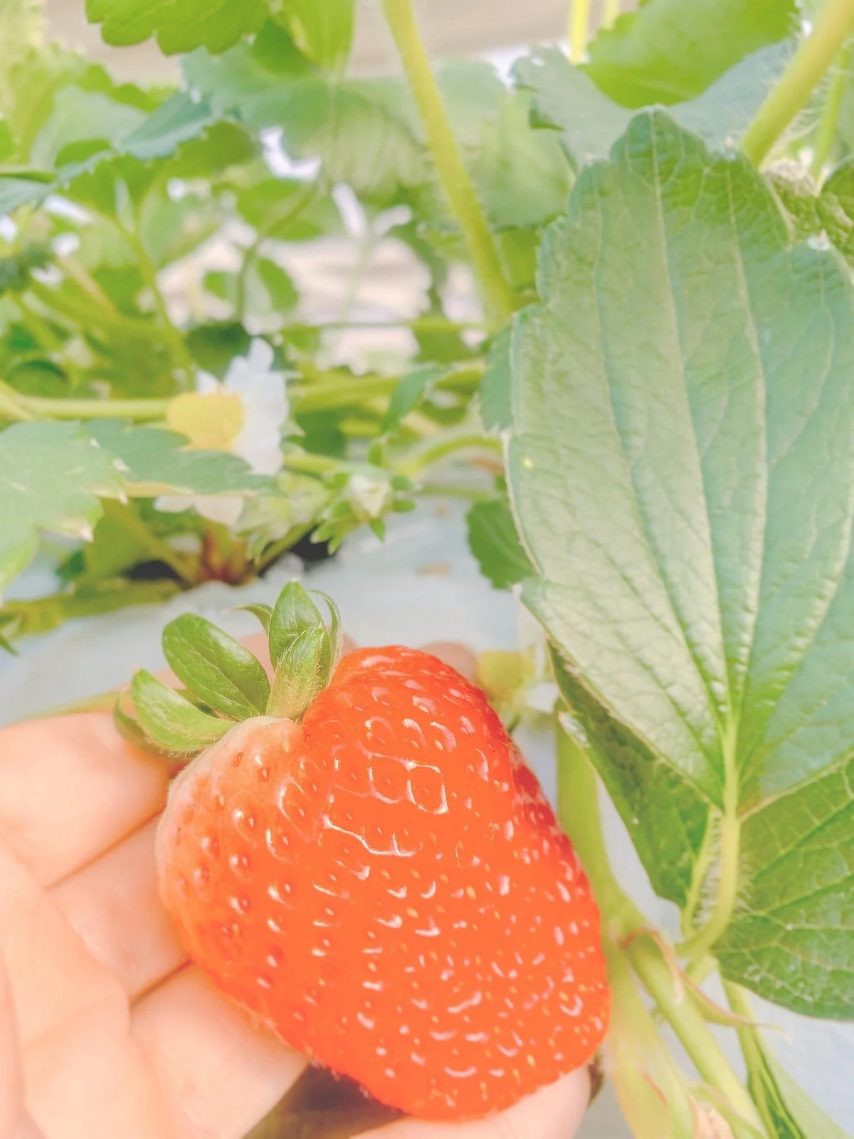 Strawberry Farm Yoichiro Farm