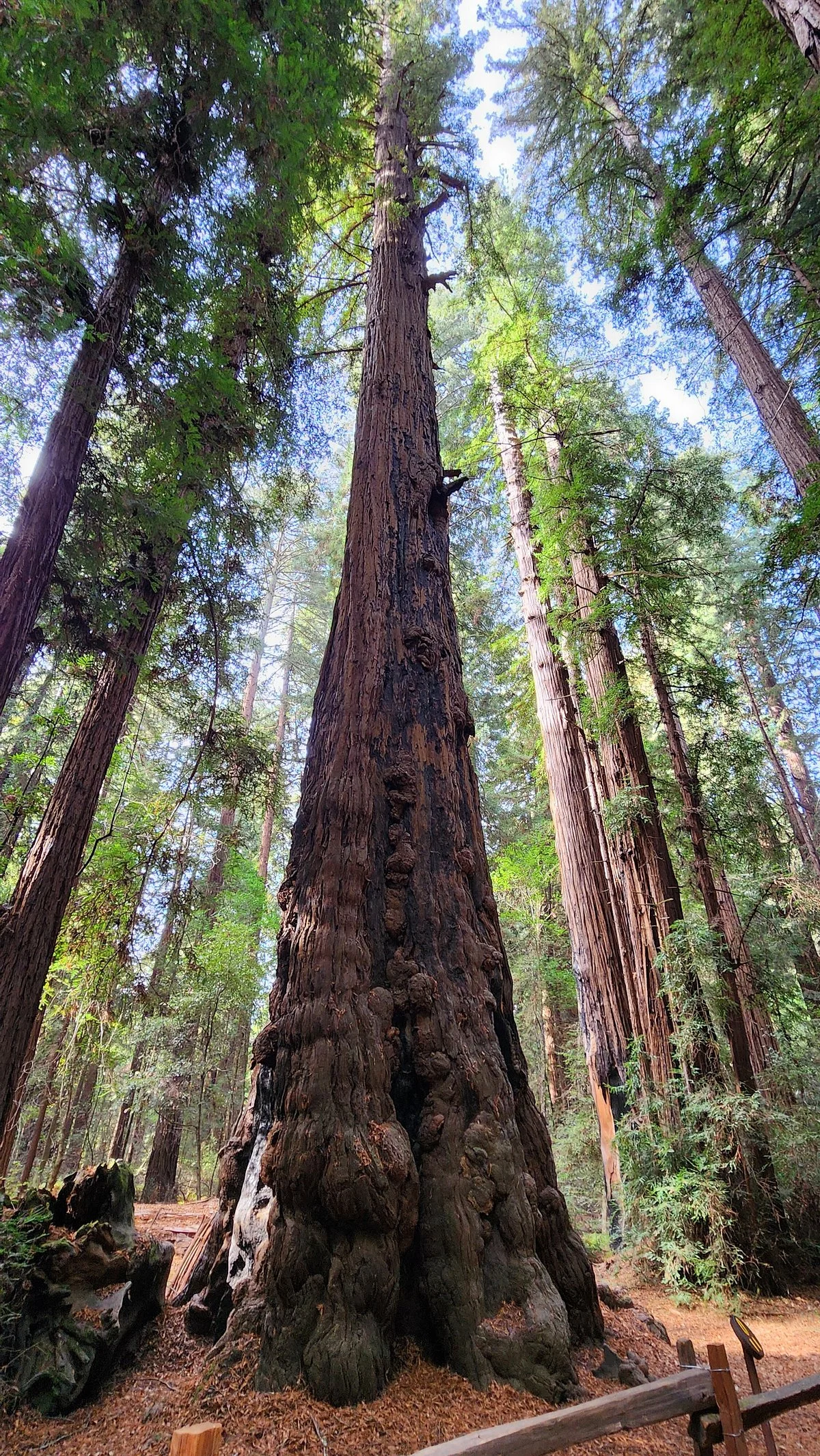 Henry Cowell Redwoods State Park