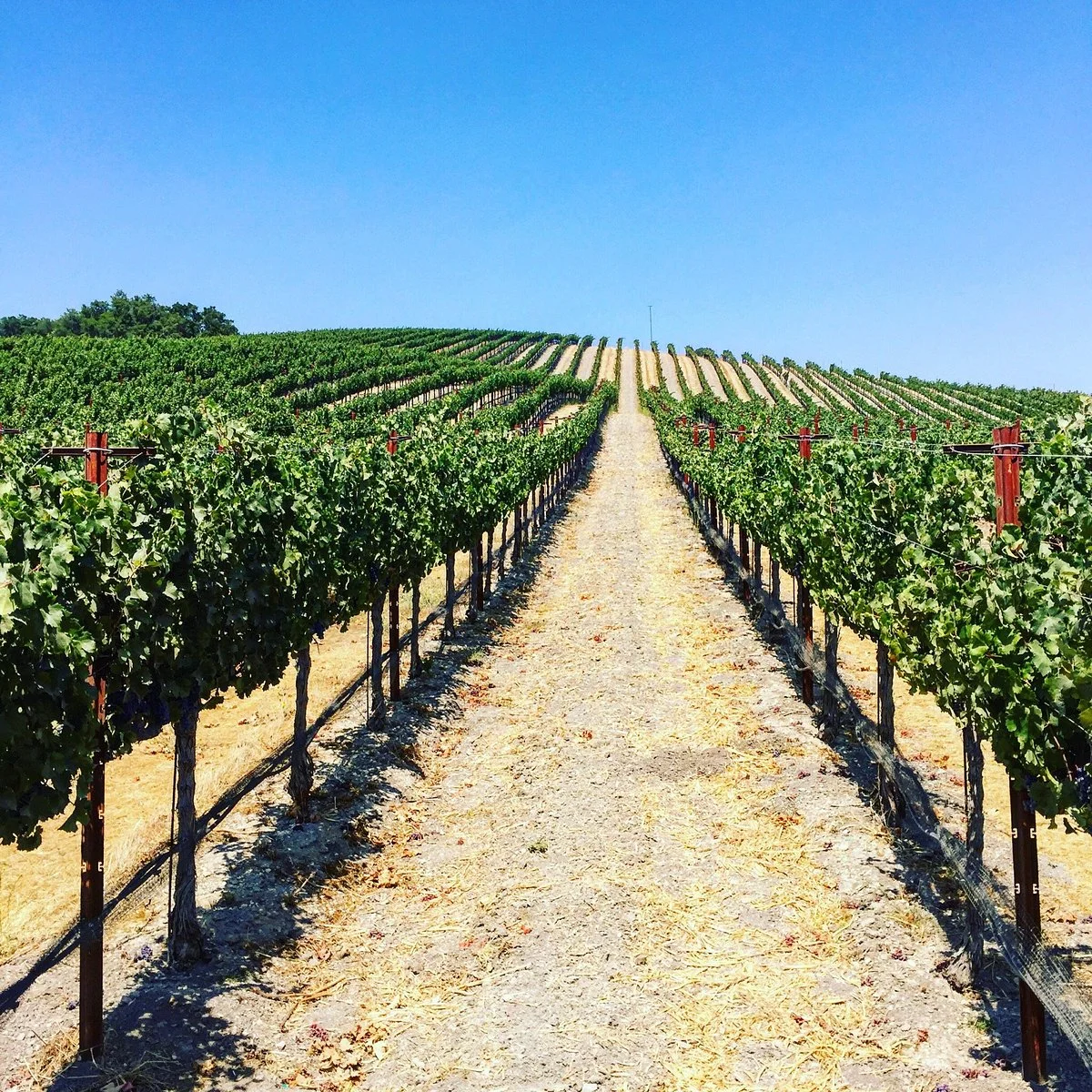 Niner Wine Estates