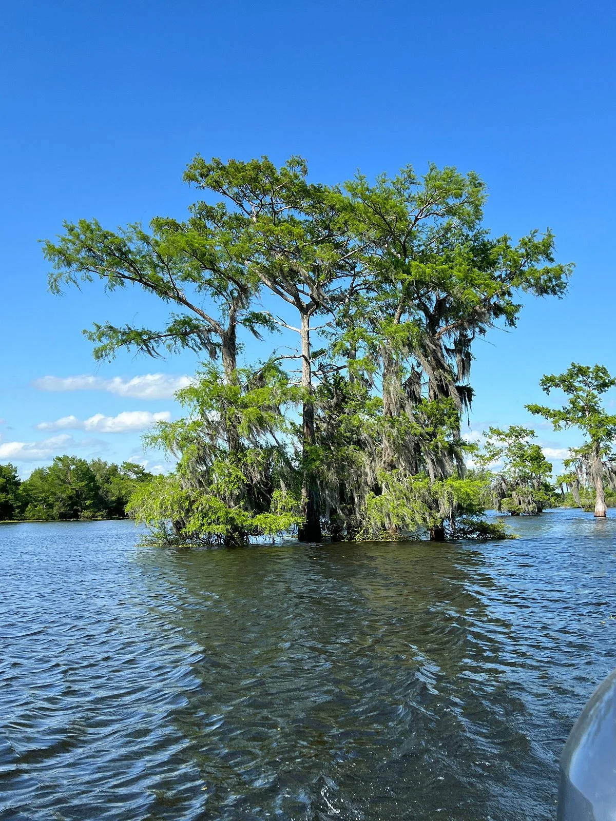 Atchafalaya Basin