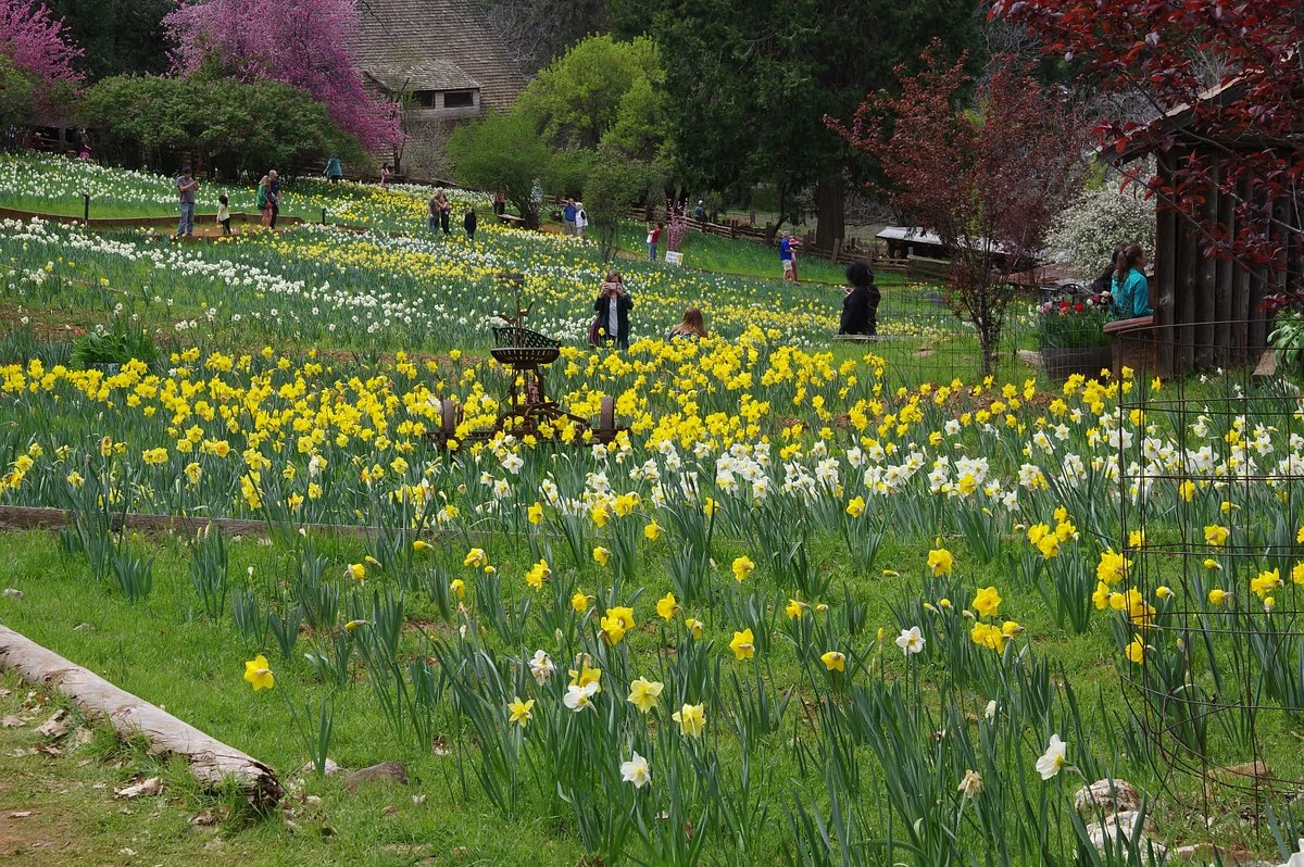 Daffodil Hill