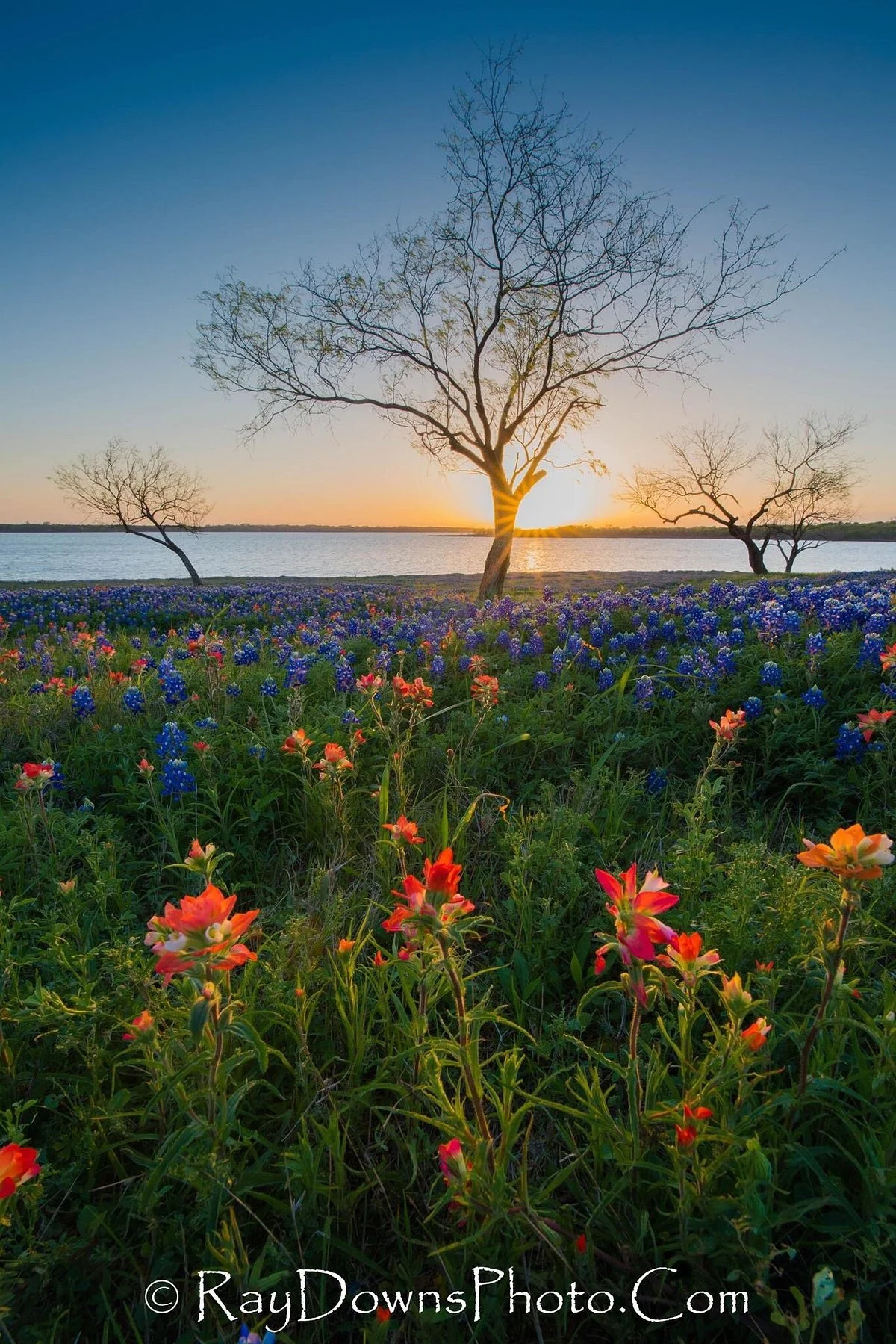 Bluebonnet Trail