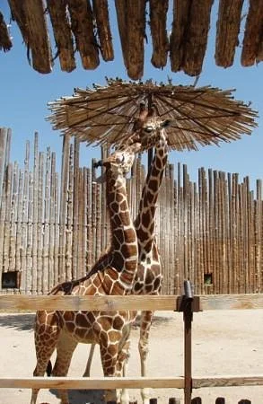 ABQ BioPark Zoo