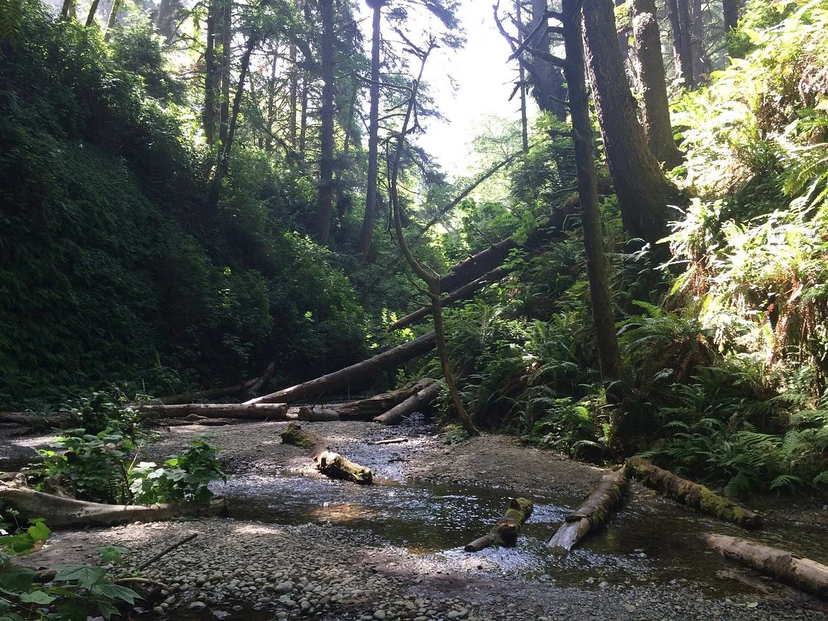 Fern Canyon