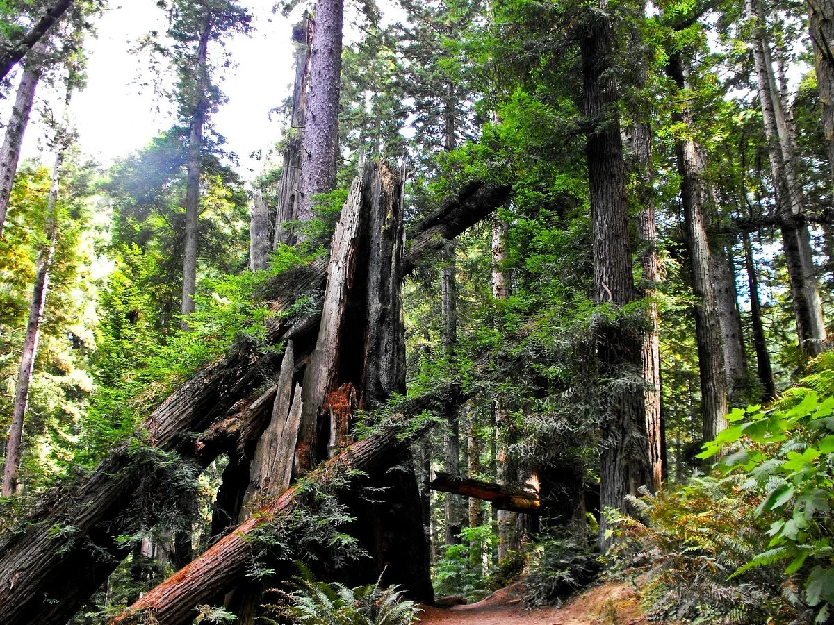 Arcata Community Forest