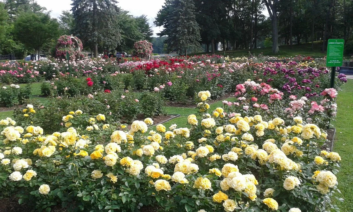 Central Park Rose Garden