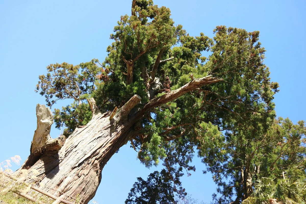 Hoki Cryptomeria