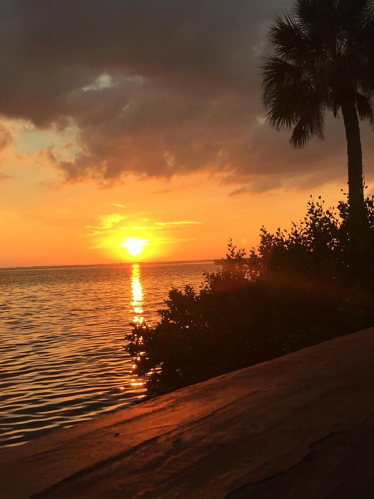 Bayshore Live Oak Park