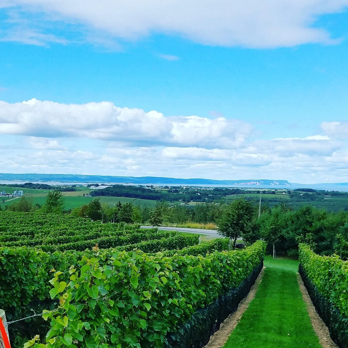 Luckett Vineyards