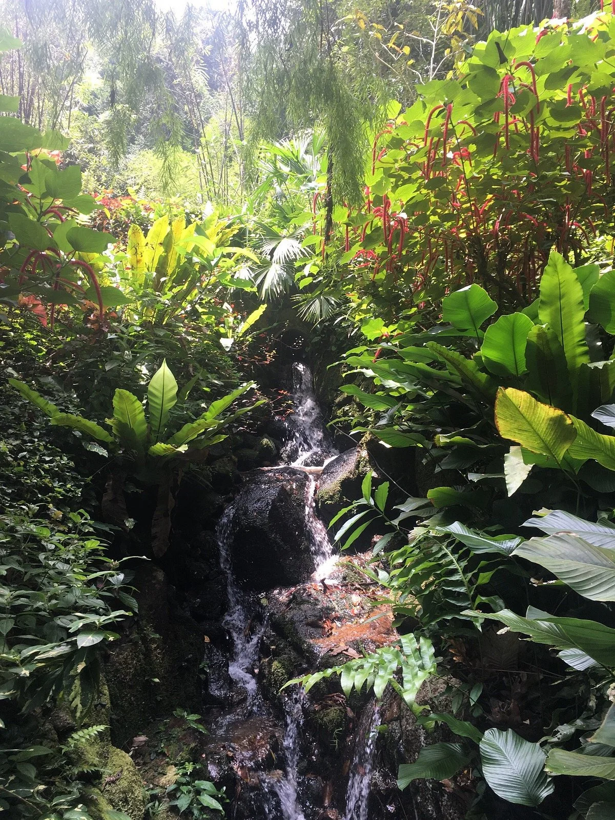 Tropical Spice Garden