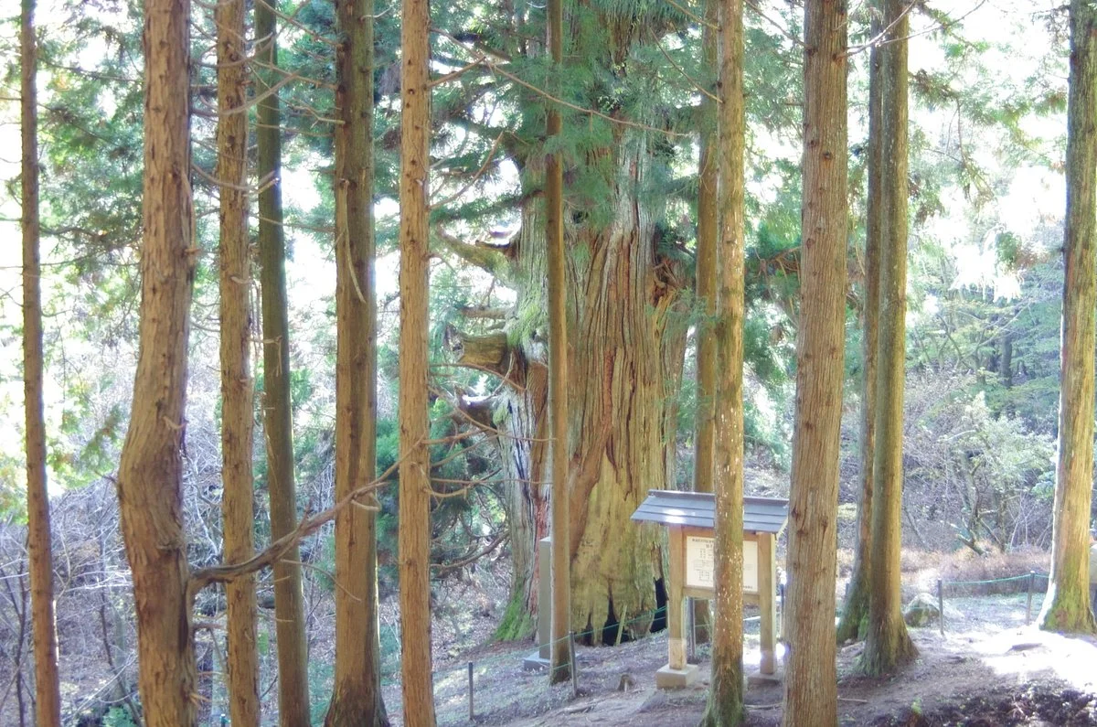 Sasago Pass Yatate no Sugi