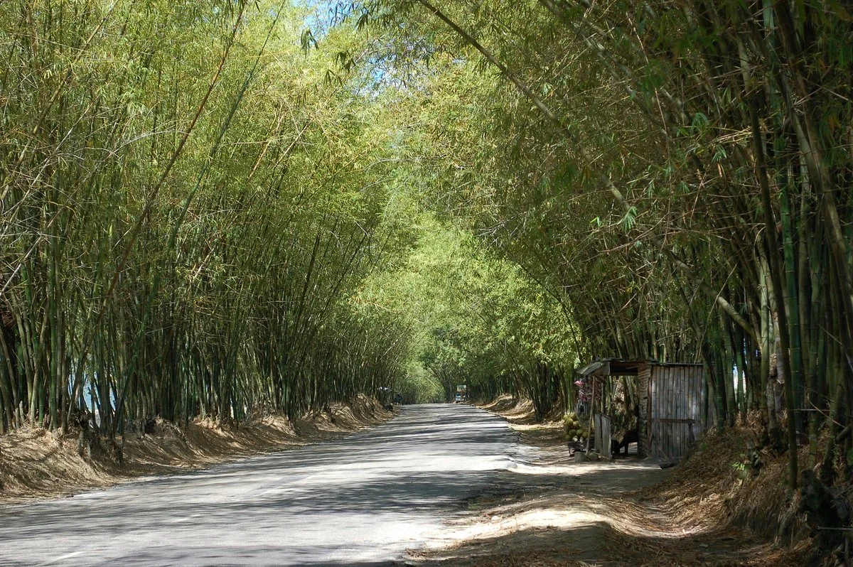 Bamboo Avenue