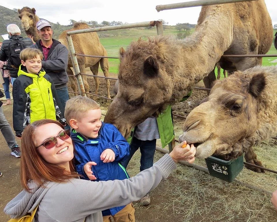 Oasis Camel Dairy