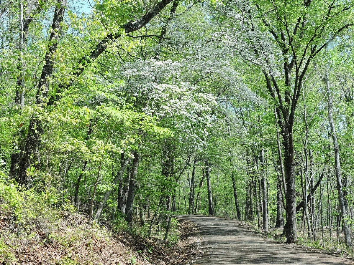Davey Dogwood Park