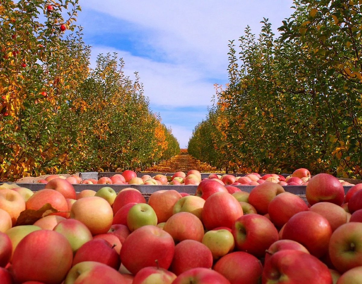Boa Vista Orchards