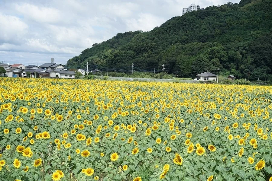 Michi-no-Eki Harazuru