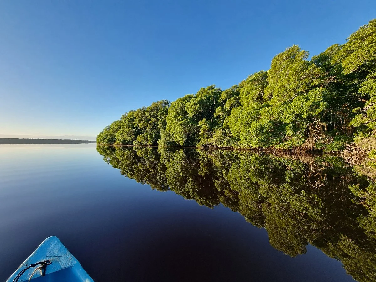 Mangroves of Dzinitun