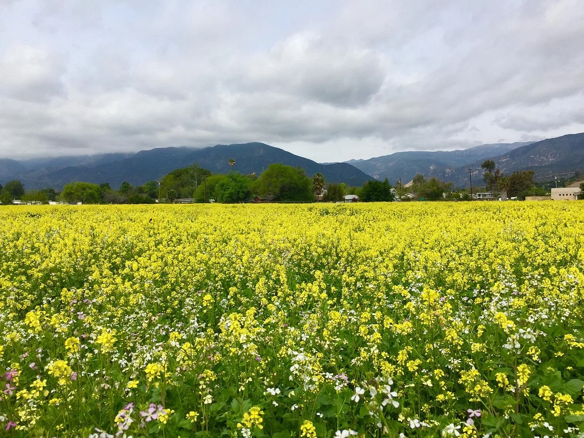 Ojai Meadows Preserve