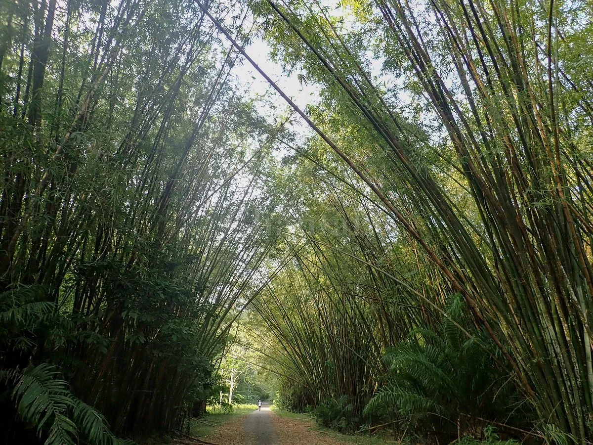 Bamboo Cathedral