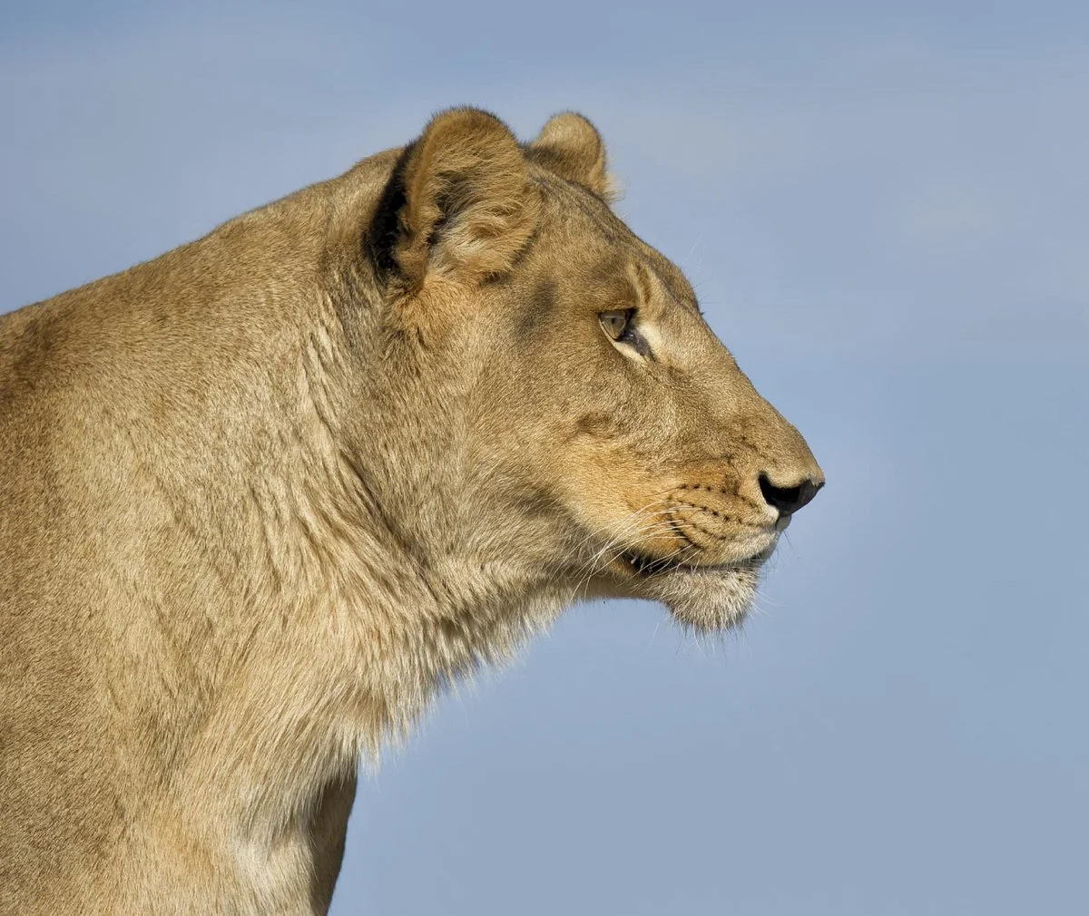 Lions, Tigers & Bears