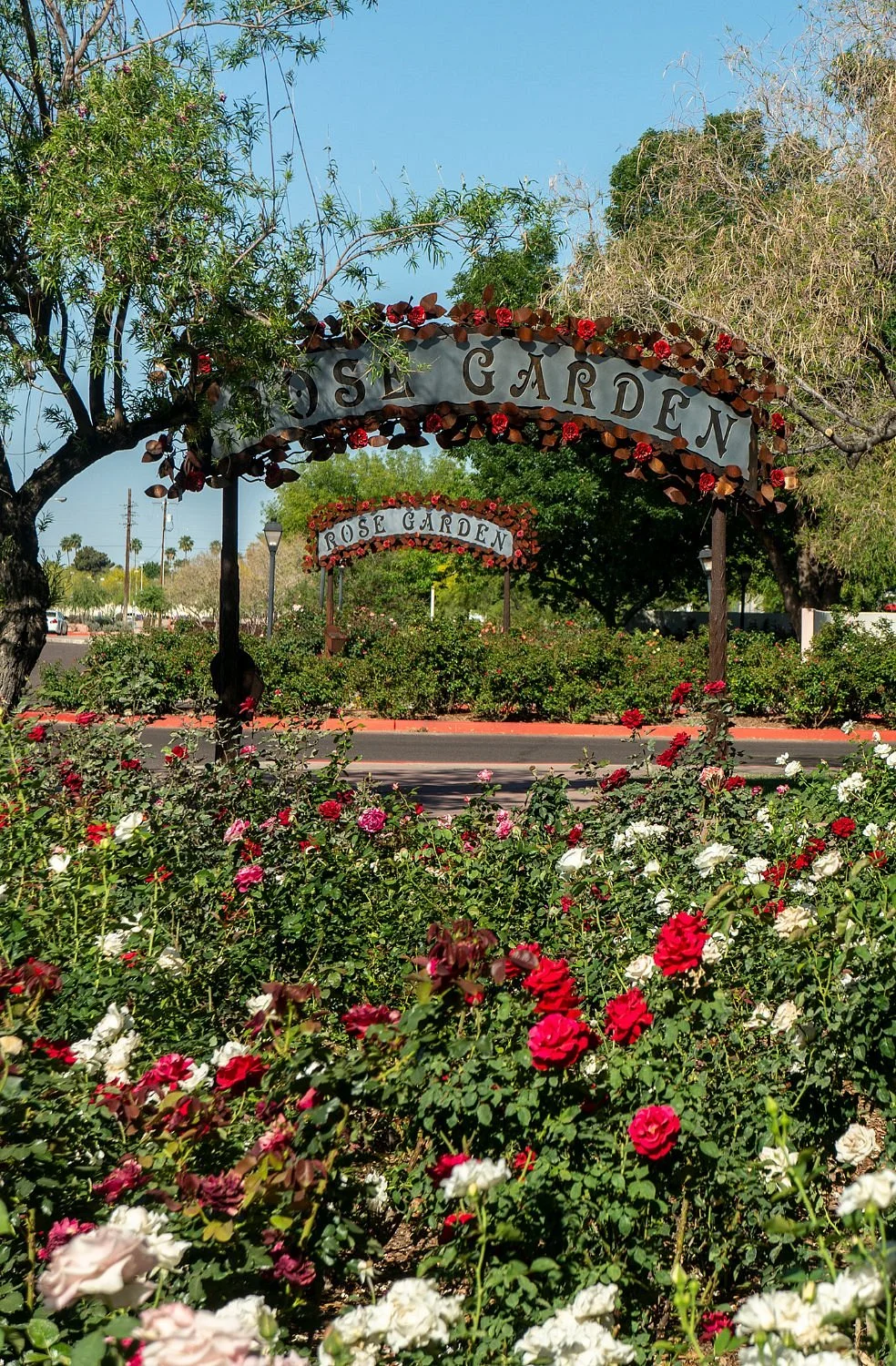 Rose Garden at Mesa Community College