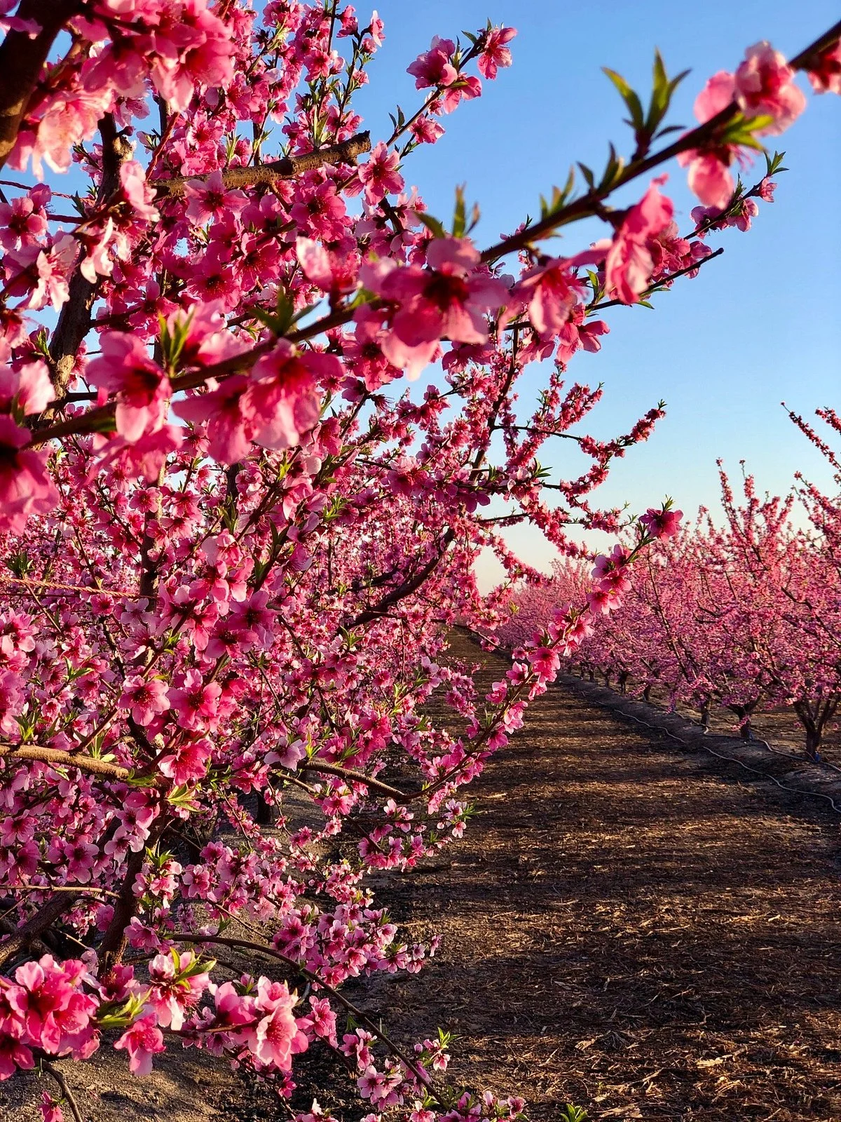 Blossom Trail