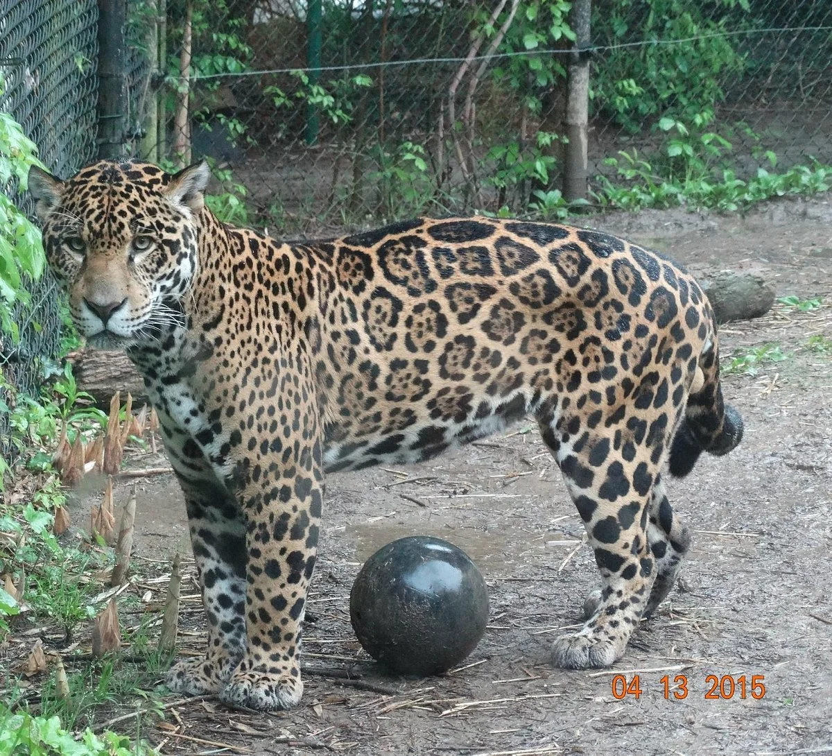Chattanooga Zoo
