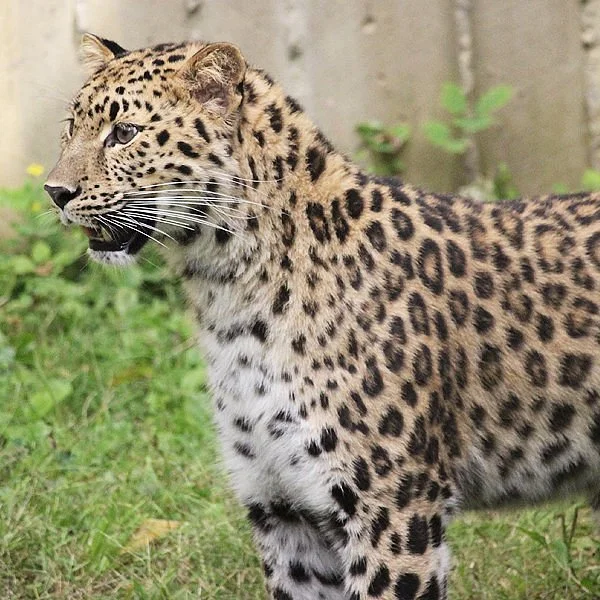 Ross Park Zoo