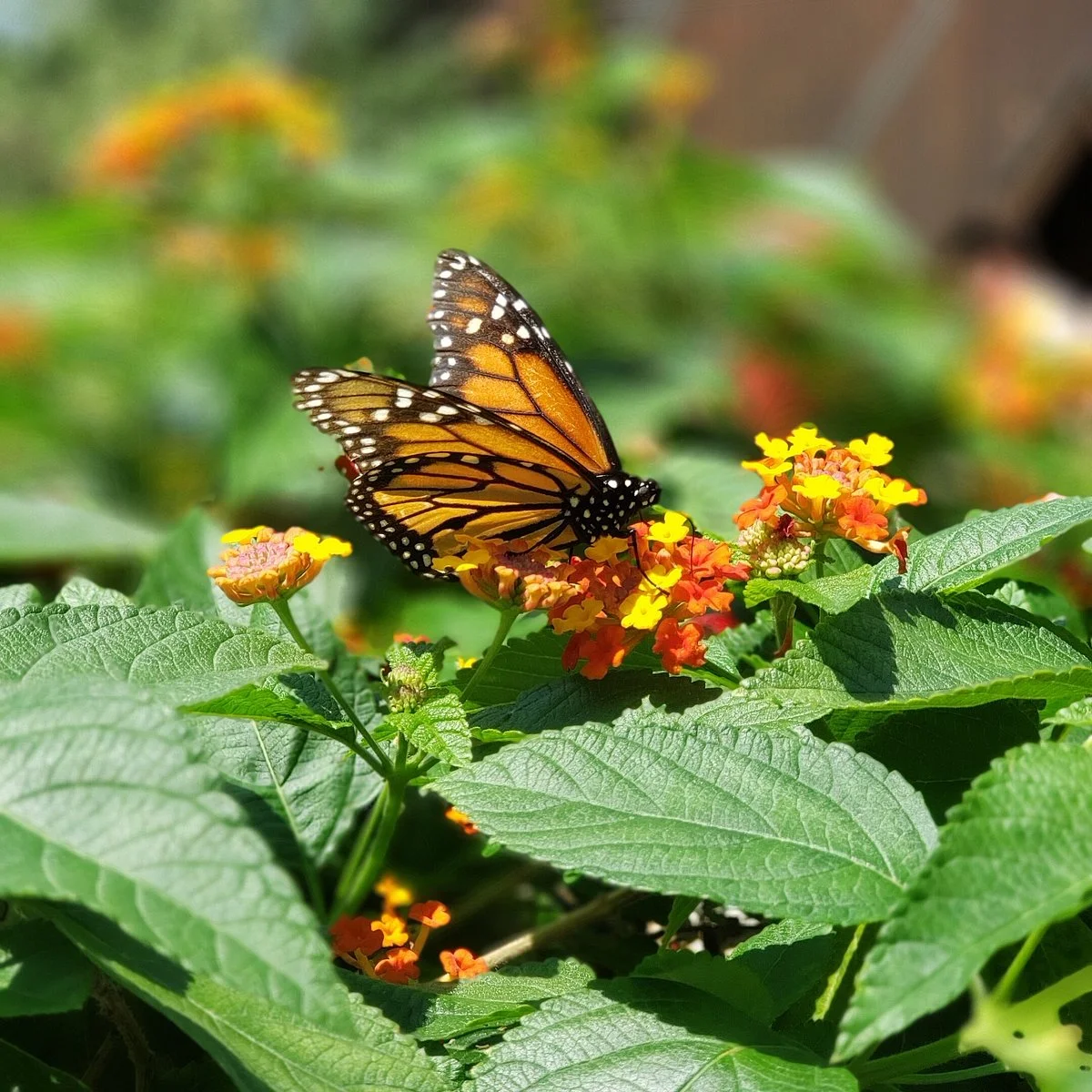 Butterfly Gardens of Wisconsin