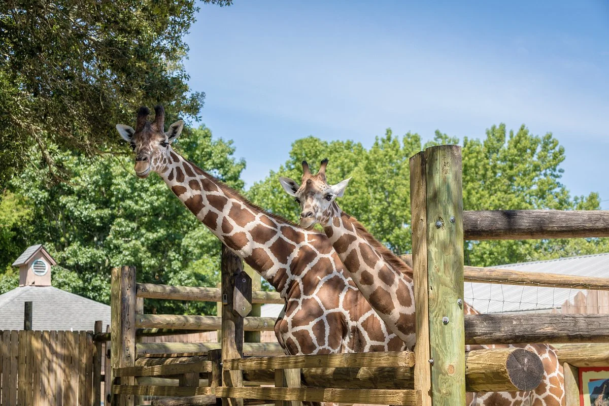 The Gulf Breeze ZOO