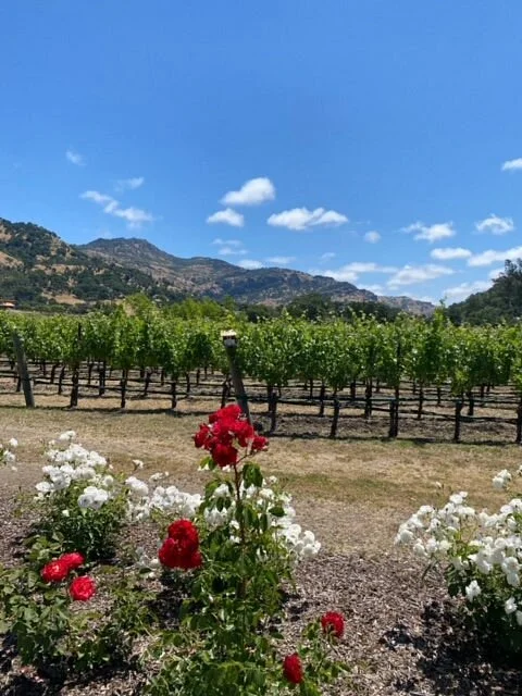 Cliff Lede Vineyards