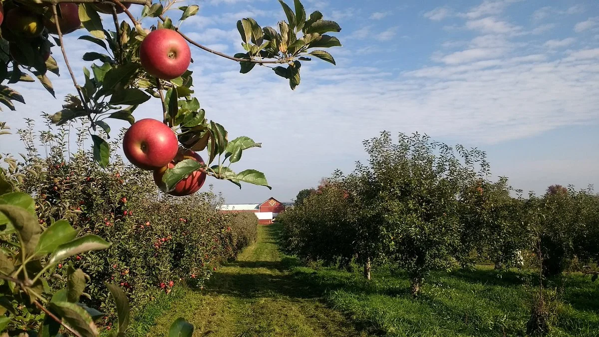 Apple Barn Orchard and Winery