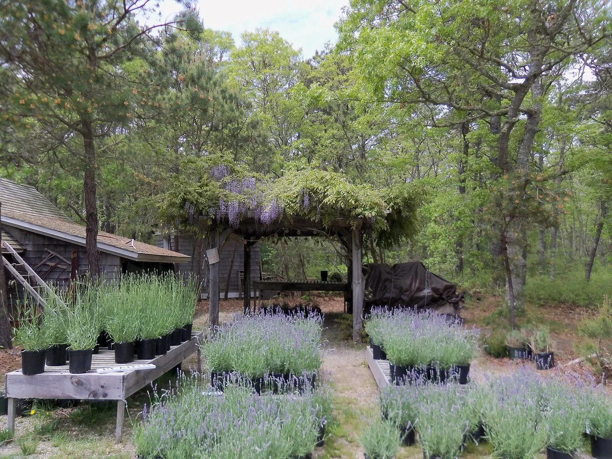 Cape Cod Lavender Farm