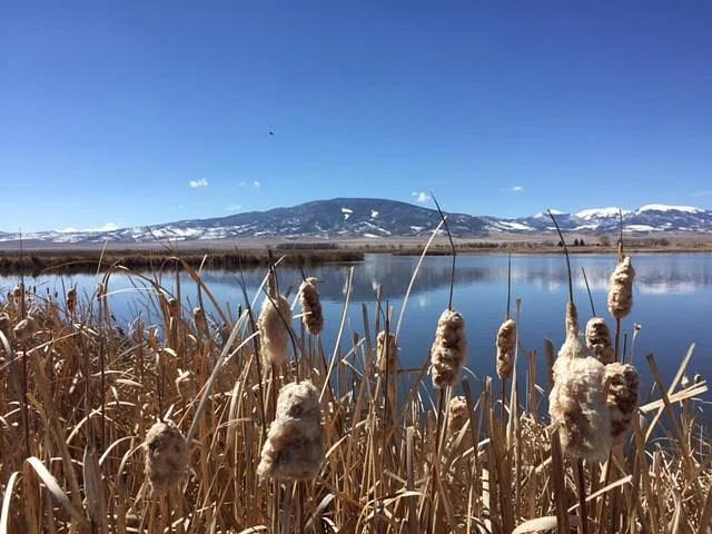 Monte Vista National Wildlife Refuge