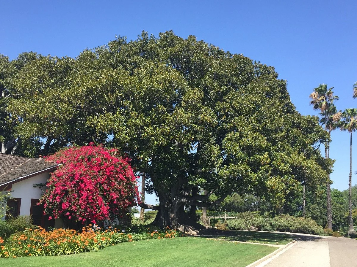 Rancho Los Alamitos