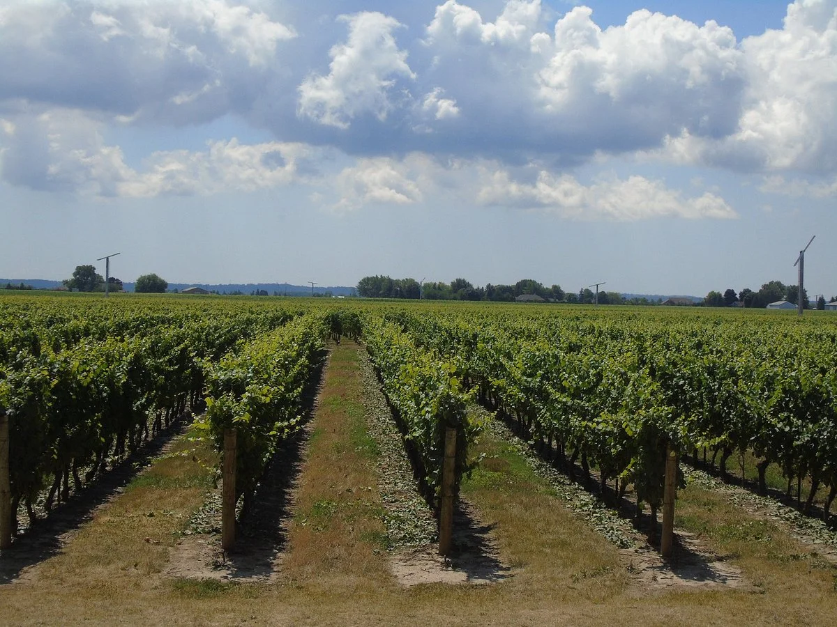 Jackson-Triggs Winery