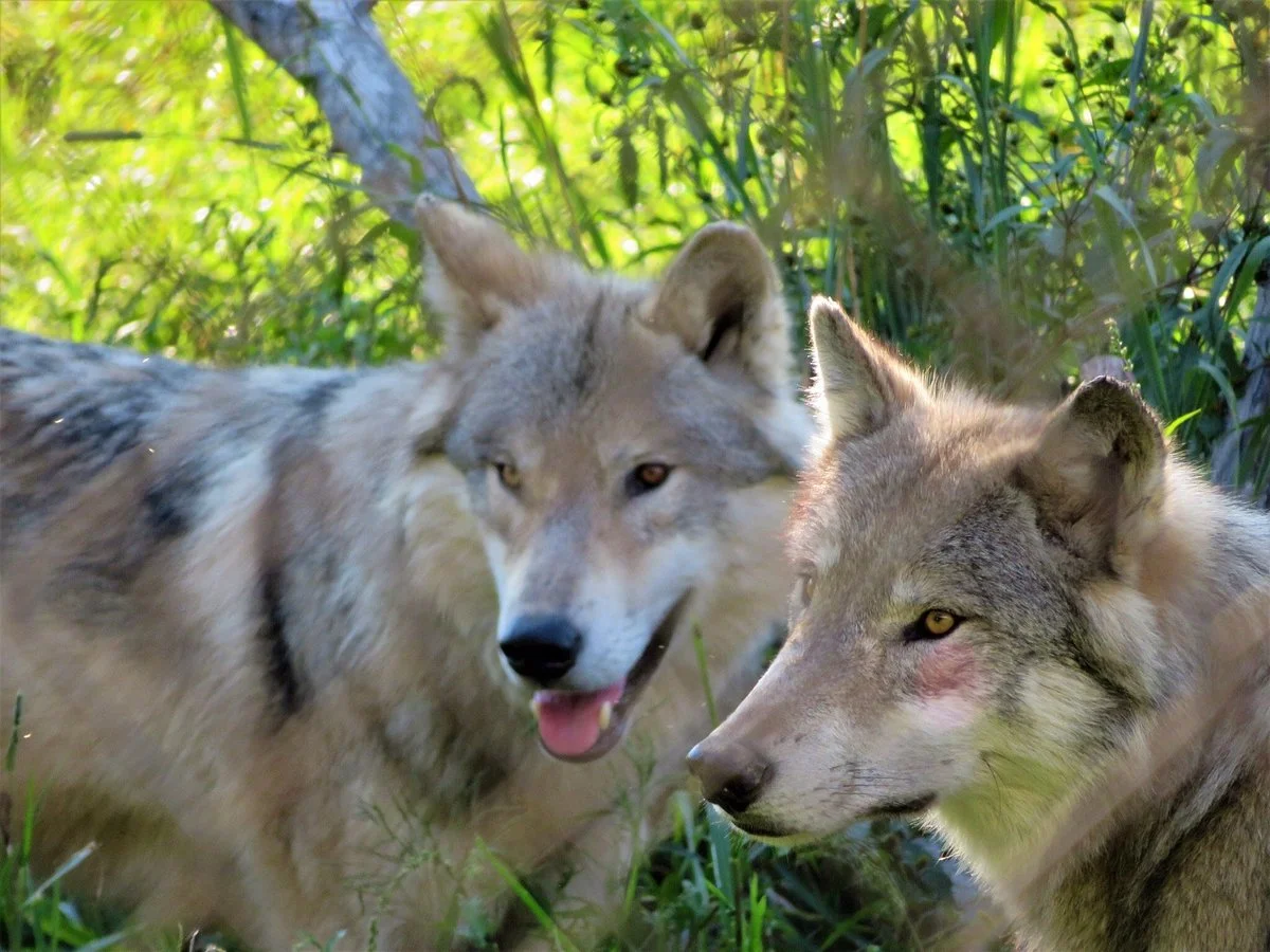 Wolf Hollow