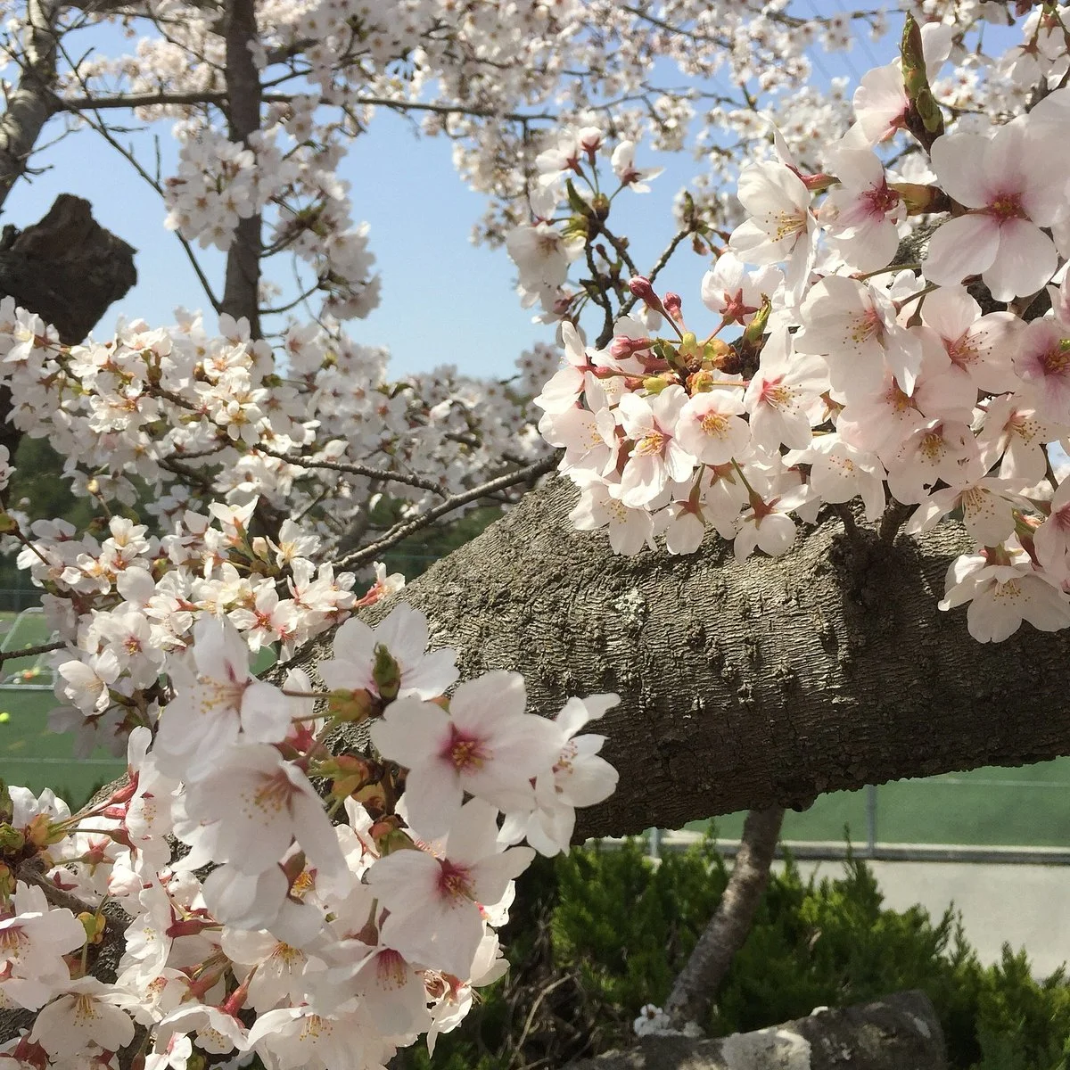 Hiokayama Park