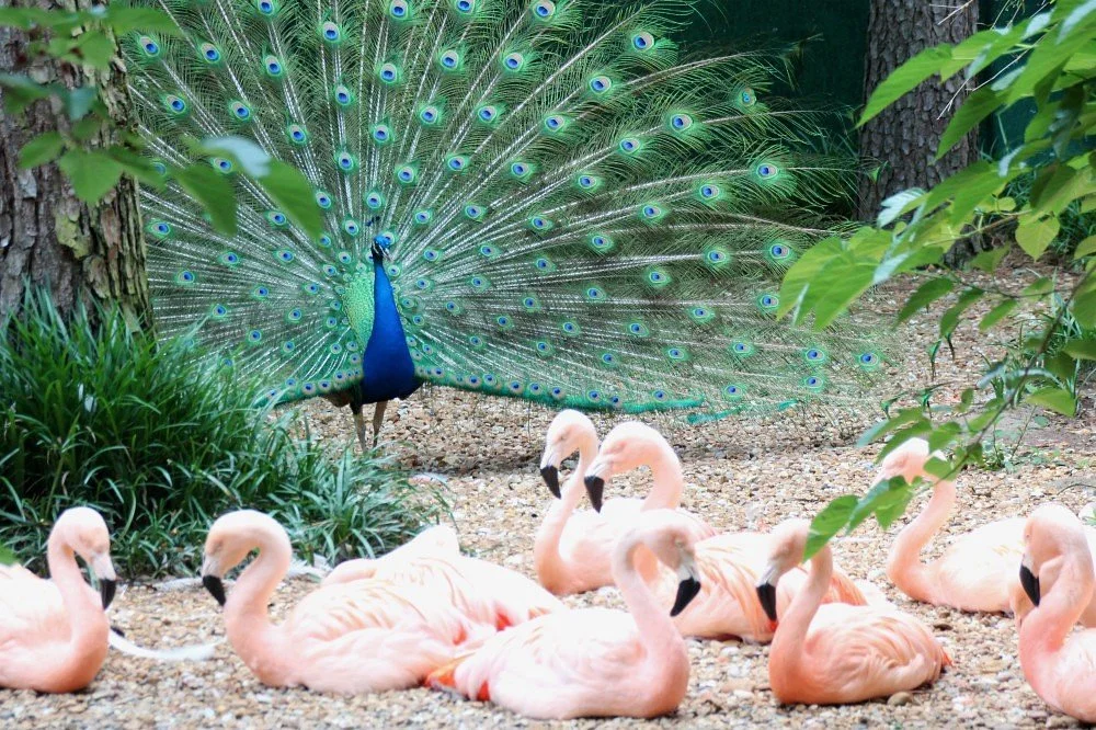 Ellen Trout Zoo