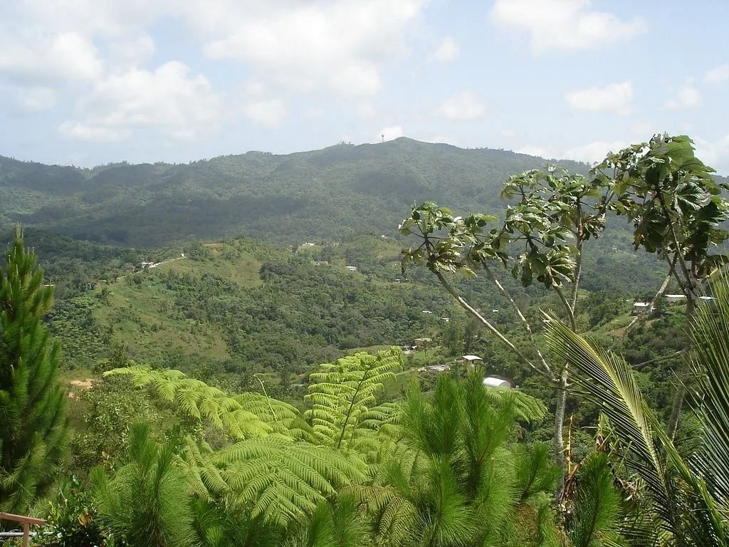 Guavate